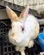 Rabbit Rabbits for sale in Hillside, NJ 07205, USA. price: $400