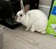 Rabbit Rabbits for sale in Spring Hill, FL, USA. price: $90