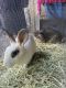 Rabbit Rabbits for sale in Mt Dora, FL 32757, USA. price: $5