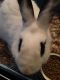 Rabbit Rabbits for sale in Newport News, VA, USA. price: NA