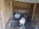 Rabbit Rabbits for sale in Spring Hill, FL 34606, USA. price: NA