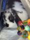Rabbit Rabbits for sale in Gainesville, FL, USA. price: $145