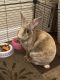 Rabbit Rabbits for sale in Maple Heights, OH 44137, USA. price: NA