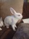 Rabbit Rabbits for sale in 1835 Cesery Blvd, Jacksonville, FL 32211, USA. price: NA