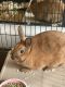 Rabbit Rabbits for sale in Dallas, TX, USA. price: NA
