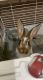 Rabbit Rabbits for sale in Mt Sterling, KY 40353, USA. price: NA