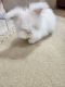 Rabbit Rabbits for sale in Cantonment, FL 32533, USA. price: $50