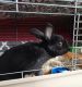 Rabbit Rabbits for sale in Reading, PA 19606, USA. price: $45