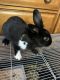 Rabbit Rabbits for sale in Clearwater, FL 33759, USA. price: $75