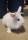 Rabbit Rabbits for sale in Killeen, Texas. price: $30
