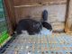 Rabbit Rabbits for sale in Fort Worth, Texas. price: $20