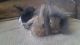 Rabbit Rabbits for sale in Chillicothe, OH 45601, USA. price: NA