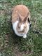 Rabbit Rabbits for sale in Winder, GA 30680, USA. price: NA