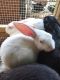 Rabbit Rabbits for sale in Wichita, KS 67212, USA. price: NA