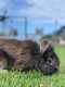 Rabbit Rabbits for sale in Kaneohe, HI 96744, USA. price: NA