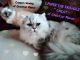 Ragamuffin Cats for sale in Winchester, VA 22601, USA. price: $800