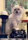 Ragdoll Cats for sale in Oakwood, CA 90004, USA. price: NA