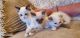 Ragdoll Cats for sale in Los Angeles, CA 90047, USA. price: NA