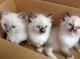 Ragdoll Cats for sale in Portland, OR 97229, USA. price: $690
