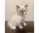 Ragdoll Cats for sale in Los Angeles, CA, USA. price: NA