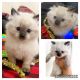 Ragdoll Cats for sale in Beloit, WI 53511, USA. price: $600