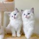 Ragdoll Cats for sale in Los Angeles, CA 90026, USA. price: NA