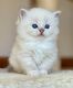 Ragdoll Cats for sale in Los Angeles, CA, USA. price: NA