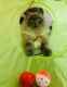 Ragdoll Cats for sale in Ashland, OR 97520, USA. price: $200