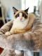 Ragdoll Cats for sale in Overlea Pl, Bel Air South, MD 21009, USA. price: $1,500