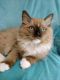 Ragdoll Cats for sale in Rising Sun, MD 21911, USA. price: $1,200
