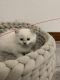 Ragdoll Cats for sale in Belleville, WI 53508, USA. price: $1,000