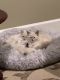Ragdoll Cats for sale in Portland, OR, USA. price: $450