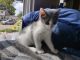 Ragdoll Cats for sale in Janesville, WI, USA. price: $250