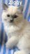Ragdoll Cats for sale in Willimantic, CT 06226, USA. price: $1,000