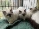 Ragdoll Cats for sale in Eugene, OR, USA. price: $550