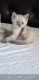 Ragdoll Cats for sale in North Las Vegas, NV, USA. price: $1,200