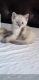 Ragdoll Cats for sale in North Las Vegas, NV, USA. price: $800