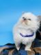 Ragdoll Cats for sale in Las Vegas, NV, USA. price: $1,750