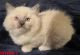 Ragdoll Cats for sale in Warsaw, NC, USA. price: NA
