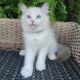 Ragdoll Cats for sale in New York, NY, USA. price: NA