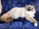 Ragdoll Cats for sale in Bushnell, FL 33513, USA. price: NA