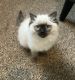 Ragdoll Cats for sale in Springfield, MO, USA. price: NA