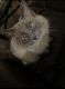 Ragdoll Cats for sale in Las Vegas, NV, USA. price: NA