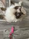 Ragdoll Cats for sale in Albany, NY, USA. price: NA