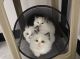 Ragdoll Cats for sale in Liberty, TX, USA. price: NA