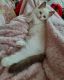 Ragdoll Cats for sale in Holden, MO 64040, USA. price: NA