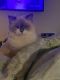 Ragdoll Cats for sale in Sun Valley, Los Angeles, CA, USA. price: $100