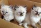 Ragdoll Cats for sale in Portland, OR, USA. price: $700