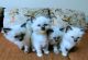 Ragdoll Cats for sale in Portland, OR, USA. price: $700