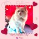 Ragdoll Cats for sale in Puyallup, WA, USA. price: $1,000